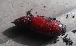Maybe you would like to learn more about one of these? Red Cocoon 184768 Ask Extension