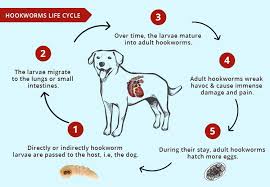 Things Canine Parents Need To Know About Hookworms In Dogs