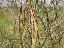 Image result for Parkinsonia africana