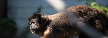 Monkeys are social animals, and a capuchin monkey may cost you between $5,000 to $8,000. Capuchins Rspca