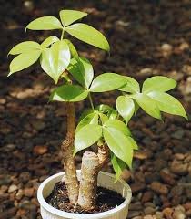Weird plants unusual plants garden plants indoor plants silver dollar plant planting for kids chinese money plant large flower pots starting a garden. Types Of Money Plants All You Need To Know Sow Small Garden