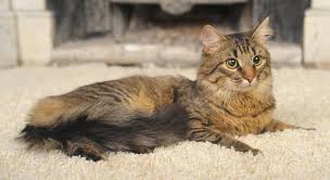 To best remove the stain, place a layer of several paper towels over the wet area of. How To Stop A Cat From Peeing On The Carpet Hepper