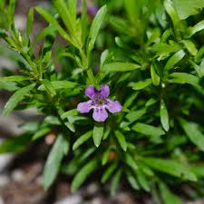 Image result for Dyschoriste multicaulis