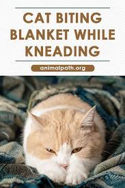 Cat Biting Blanket While Kneading In 2020 Cat Biting Cats Cat Repellant