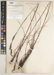 Image result for Rinorea brachypetala