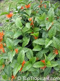 Image result for Justicia striata