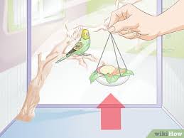 How To Feed Budgies 13 Steps With Pictures Wikihow