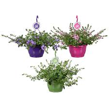 Image result for foto Vějířovka