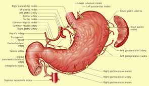 Common incisions and closure techniques. Anatomy Of The Stomach Sciencedirect