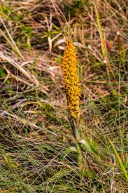 Image result for Basananthe sandersonii