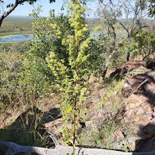 Image result for Triumfetta pilosa