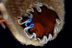 Image result for Pseudopod Ospermum