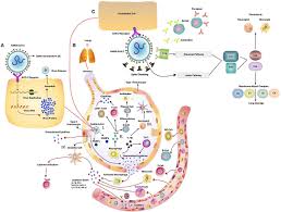 Examples of innate immunity include Frontiers Innate Immune Responses To Highly Pathogenic Coronaviruses And Other Significant Respiratory Viral Infections Immunology