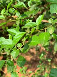 Image result for Premna mooiensis
