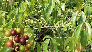 Check spelling or type a new query. Buah Rukam Buah Legendaris Yang Manis Property145