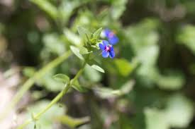 Image result for Anagallis kochii