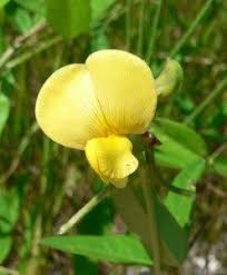 Image result for Vigna comosa