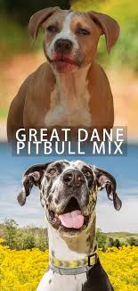 Check spelling or type a new query. Great Dane Pitbull Mix Breed Discover The Pitbull Dane Dog