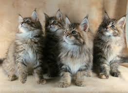 You may be pleasantly surprised to find a maine coon kitten for adoption. Pin On Maine Coon Cats
