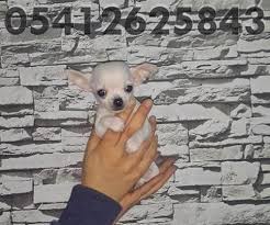 Chihuahua Yavru Fiyatlari Chihuahua Kopek