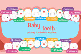 Teeth Development In Children From Baby Teeth To Permanent