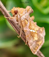 Image result for Autographa gamma