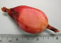 Image result for Kirkiaceae