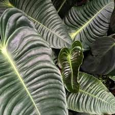 4 Jenis Anthurium Yang Sedang Naik Daun Dengan Harga Jutaan