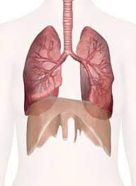 The stomach is a muscular organ located on the left side of the upper. Lungs