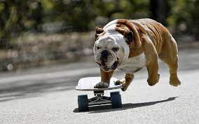 Check spelling or type a new query. Hd Wallpaper Adult Fawn English Bulldog Skate Pets Animal Purebred Dog Wallpaper Flare