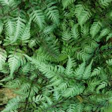 Image result for Athyrium newtonii