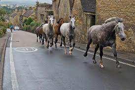 Kangaroos, pronghorns and possibly camels, amongst others will comfortably outdistance a man. Long Distance Running Biomechanics Marathons In The Animal Kingdom