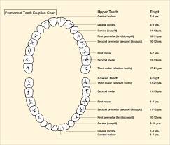 sample teeth chart template 10 free documents download in pdf