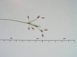 Image result for Fimbristylis