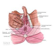 Pelvic Floor Exercises For Men