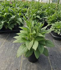 Image result for Cleistachne