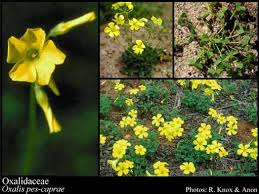 Image result for Oxalidaceae