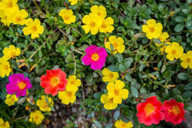 Image result for Portulaca