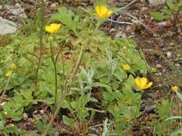 Image result for Ranunculus volkensii