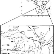 Image result for Aphanocalyx richardsiae