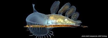 Image result for Melinis subglabra