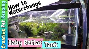 Different Ways To Do Water Changes On Betta Fry Tank And Giveaway Fish Fan Friday Betta Tank Betta Fish Tank
