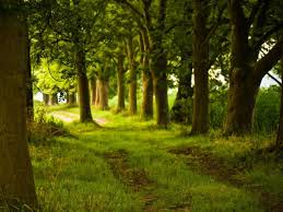 Find & download the most popular nature vectors on freepik free for commercial use high quality images made for creative projects Magic Forest Wallpapers Wallpaper Cave
