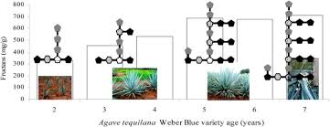 Do you need an agave nectar substitute? Processing Of Fructans And Oligosaccharides From Agave Plants Sciencedirect