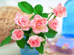 صور ازهار الحب وورود الحب واجمل ازهار الربيع ميكساتك