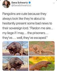 High quality cute pangolin gifts and merchandise. Why Pangolins Are Cute Oddlyspecific