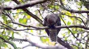 Elf owl, being the smallest, largely feeds on insects while the great gray owl, being one of the world's largest owls, mainly eats small mammals like rodents. Powerful Owl Eats Small Black Bird Youtube