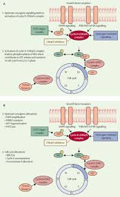 We did not find results for: Cyclin Dependent Kinase 4 And 6 Inhibitors For Hormone Receptor Positive Breast Cancer Past Present And Future The Lancet