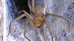 Image result for große winkelspinne biss haut reaktion