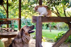 Keeping the cats away from areas where they're not welcome is an important way to maintain good relations with the neighbors. How To Keep Dogs And Cats Out Of Your Garden Reader S Digest